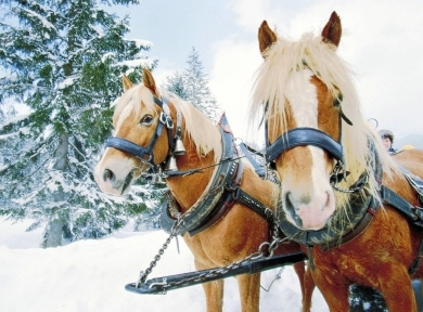 Himmlisches Weihnachtsarrangement 2020